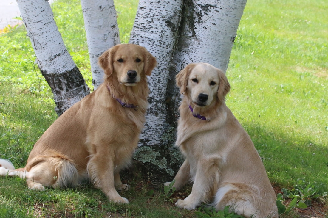 Abalee Golden Retrievers Abalee Golden Retrievers Was Established In 1994 Abalee Golden Retrievers Is A Small Hobby Kennel Located In The Tranquil Hills Of Fairfield County In Connecticut