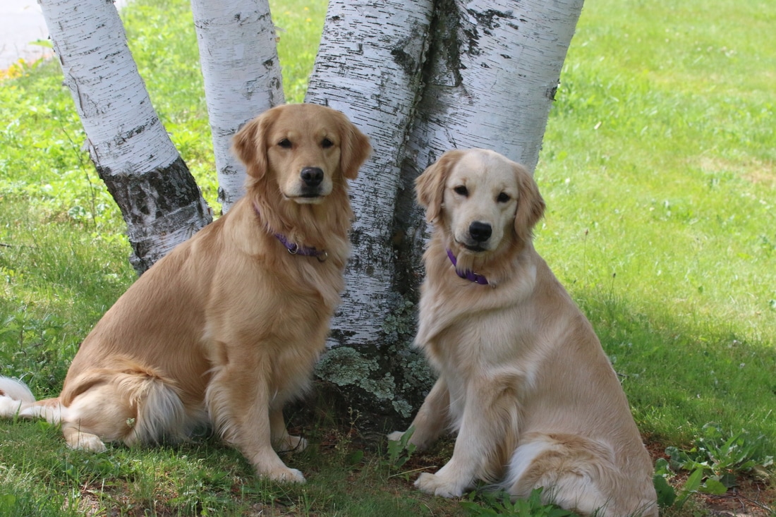 differences between male and female golden retrievers